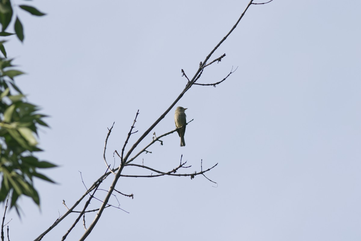 Greater Pewee - ML647266269