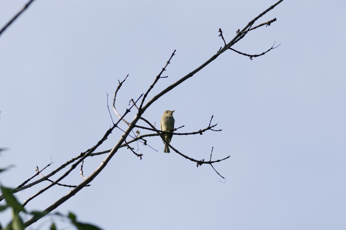 Greater Pewee - ML647266270