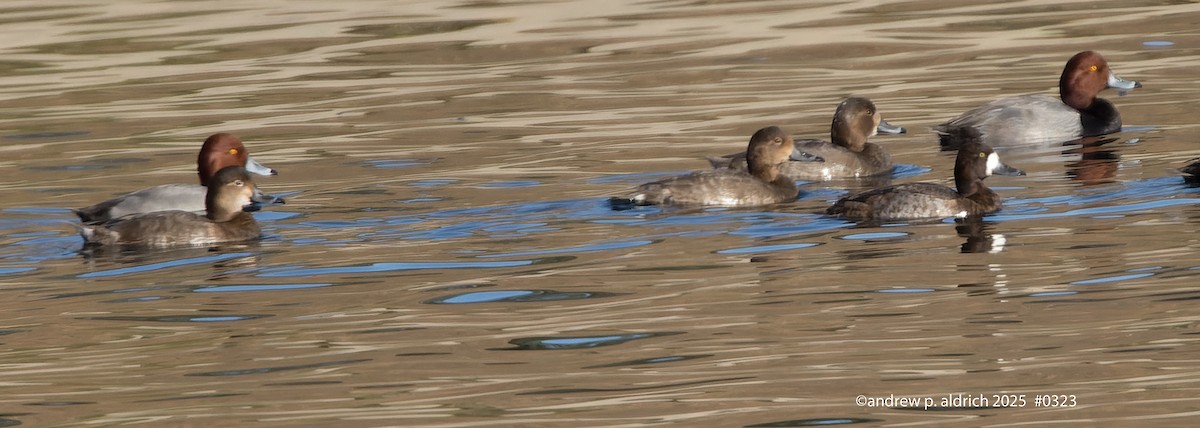 Redhead - ML647266274