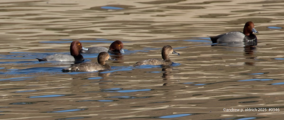 Redhead - ML647266275