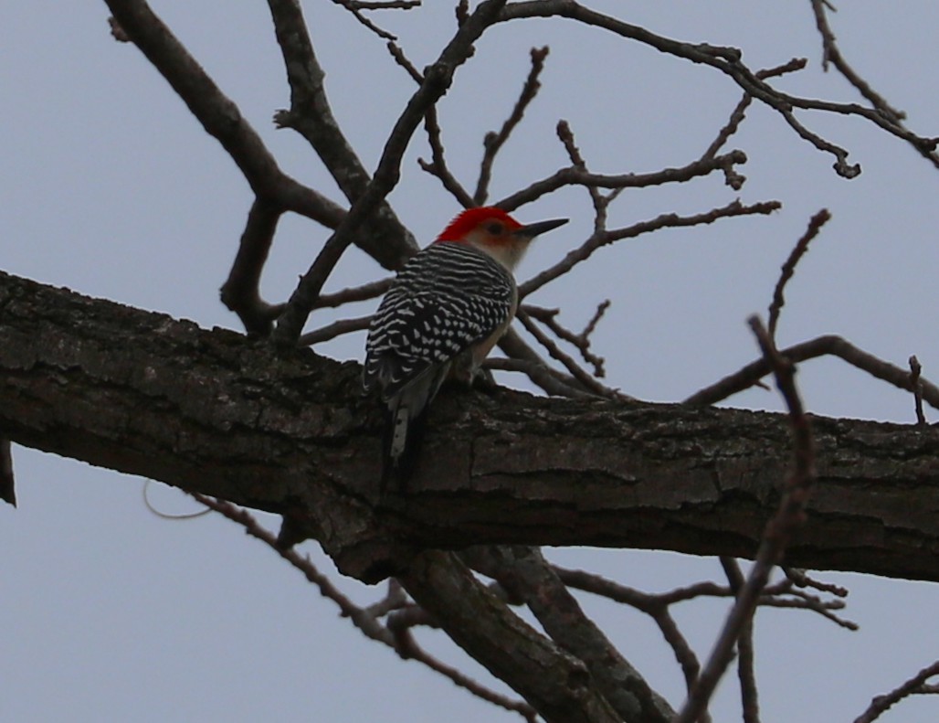 Red-bellied Woodpecker - ML647266276