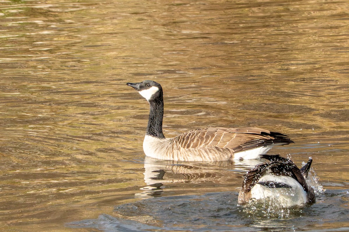Canada Goose - ML647266277