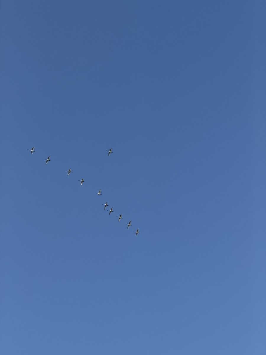 Black-faced Spoonbill - ML647266279