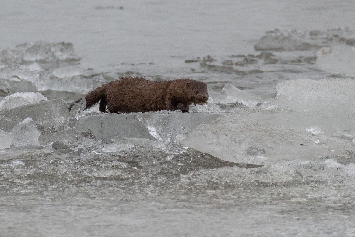 American Mink - ML647266280