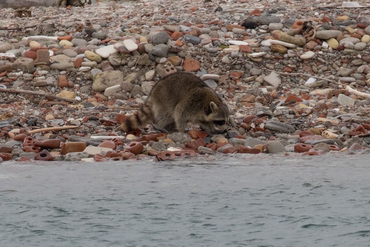 Common Raccoon - ML647266281