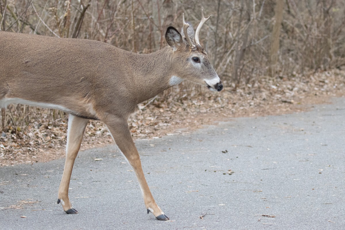 White-tailed Deer - ML647266282
