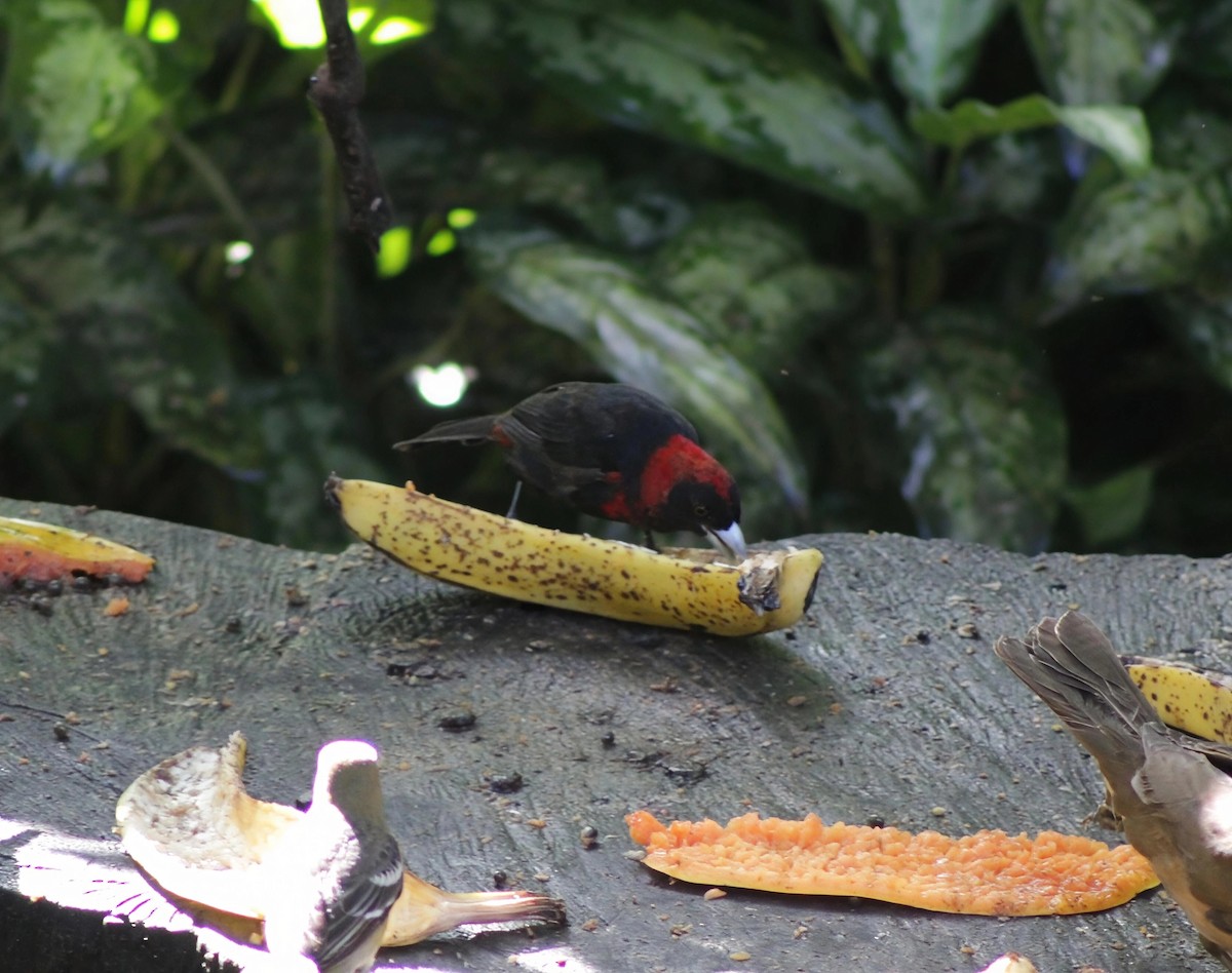 Crimson-collared Tanager - ML647266286