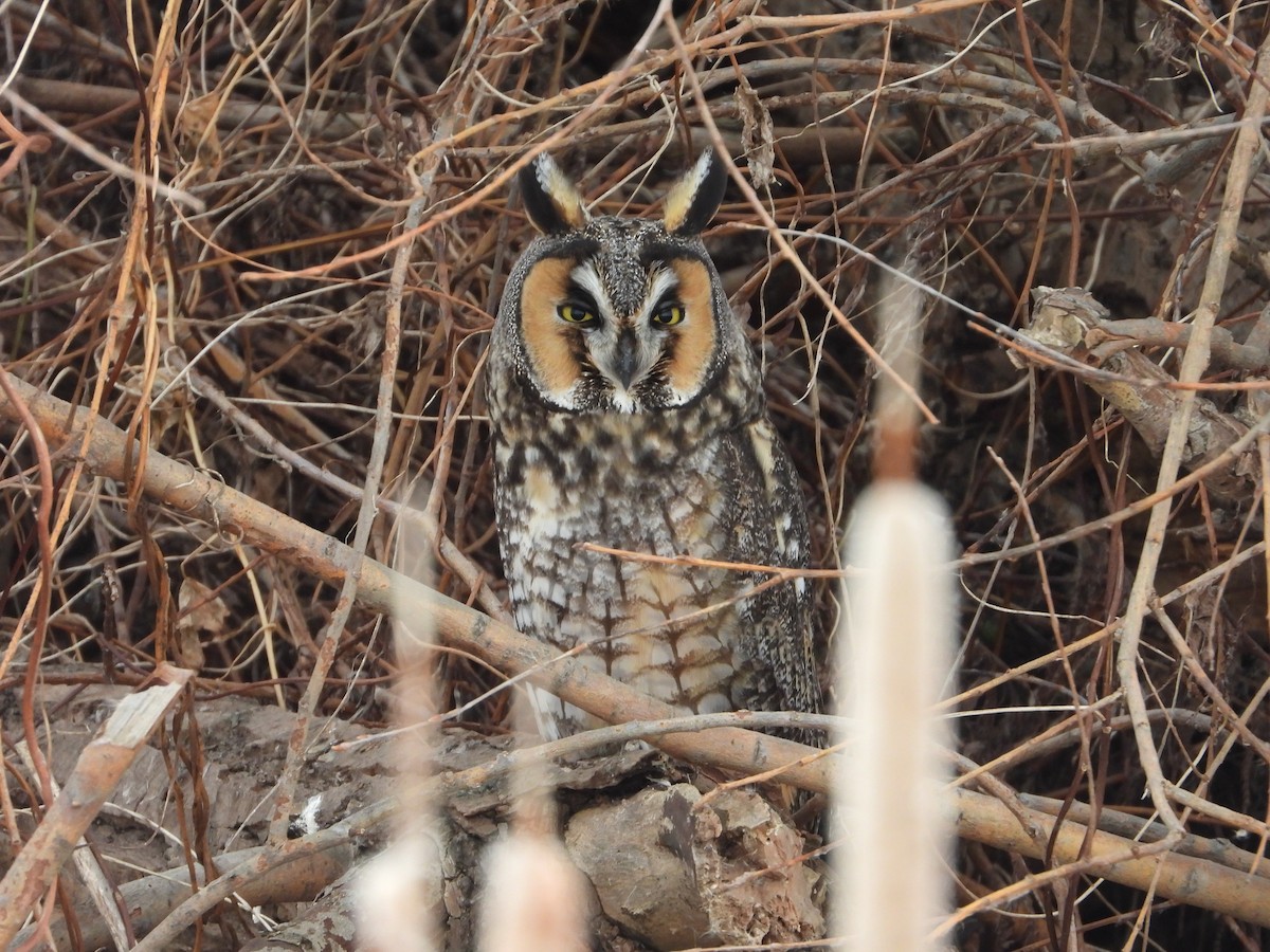 Long-eared Owl - ML647266290