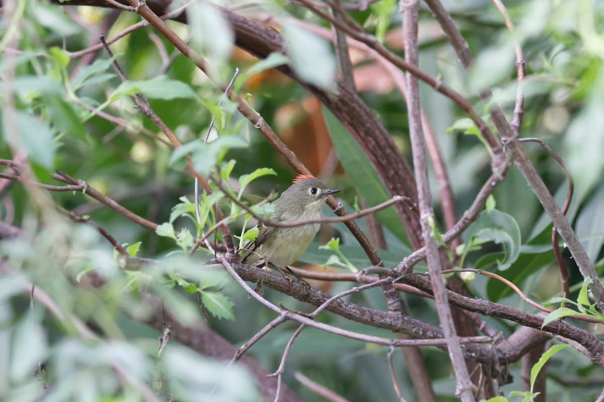 Ruby-crowned Kinglet - ML647266291