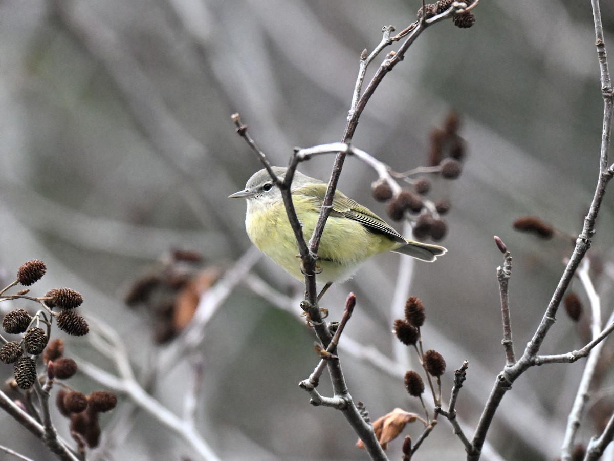 Orange-crowned Warbler - ML647266292