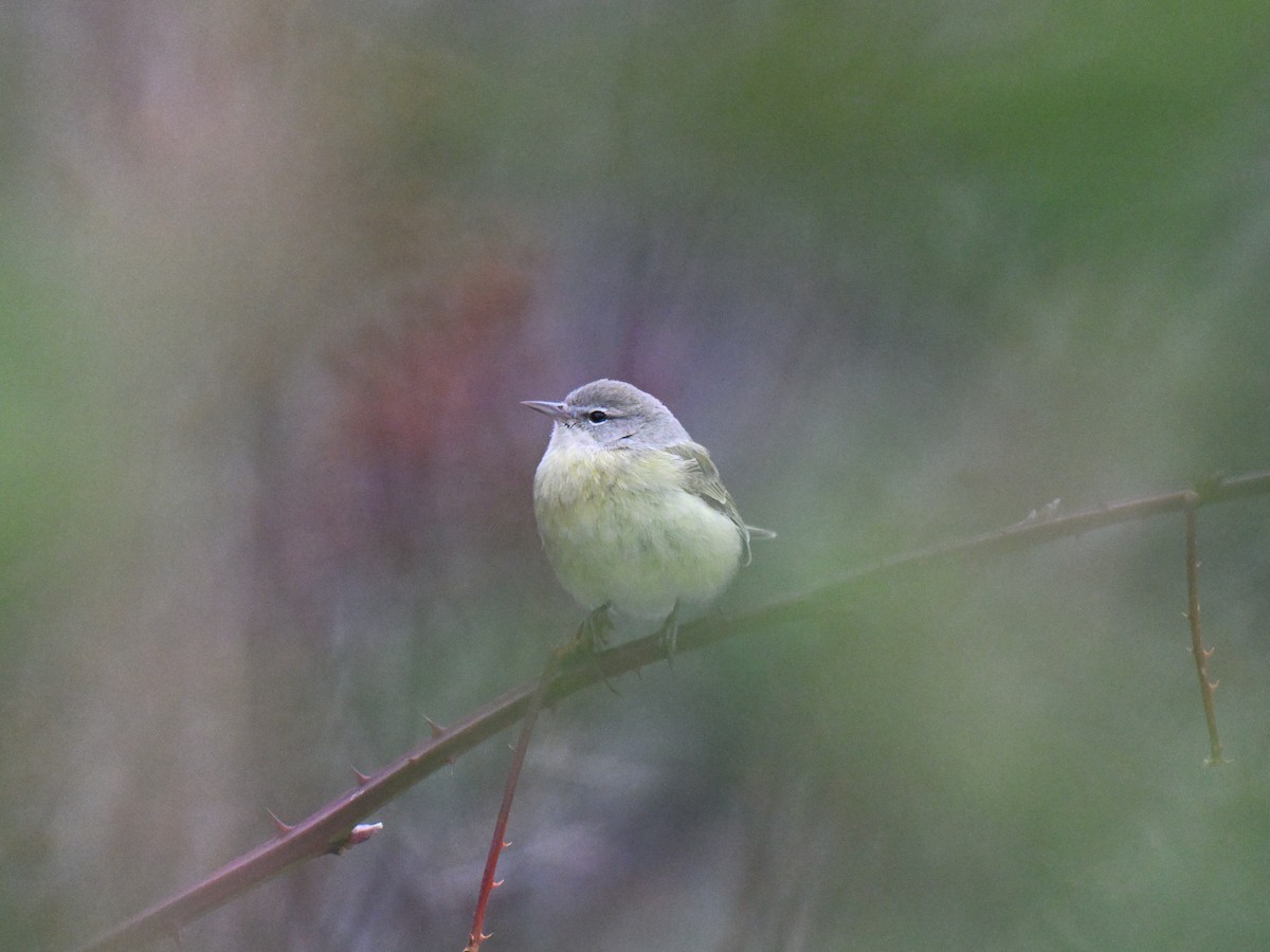 Orange-crowned Warbler - ML647266293
