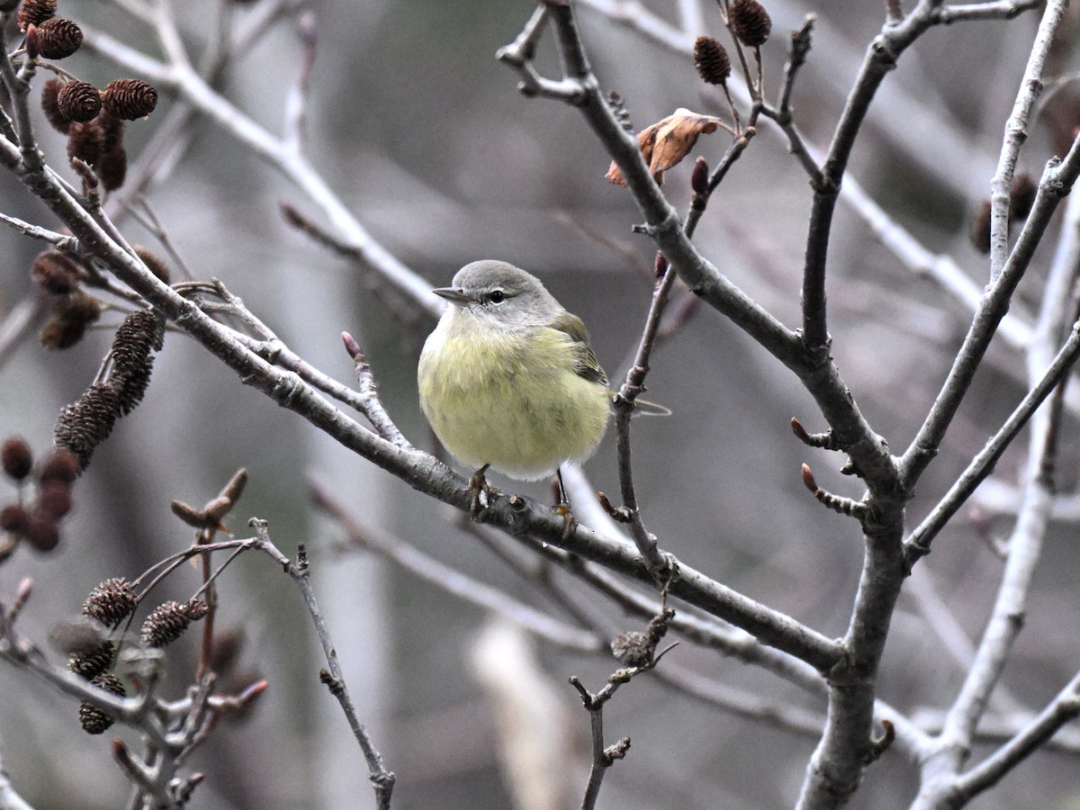 Orange-crowned Warbler - ML647266294