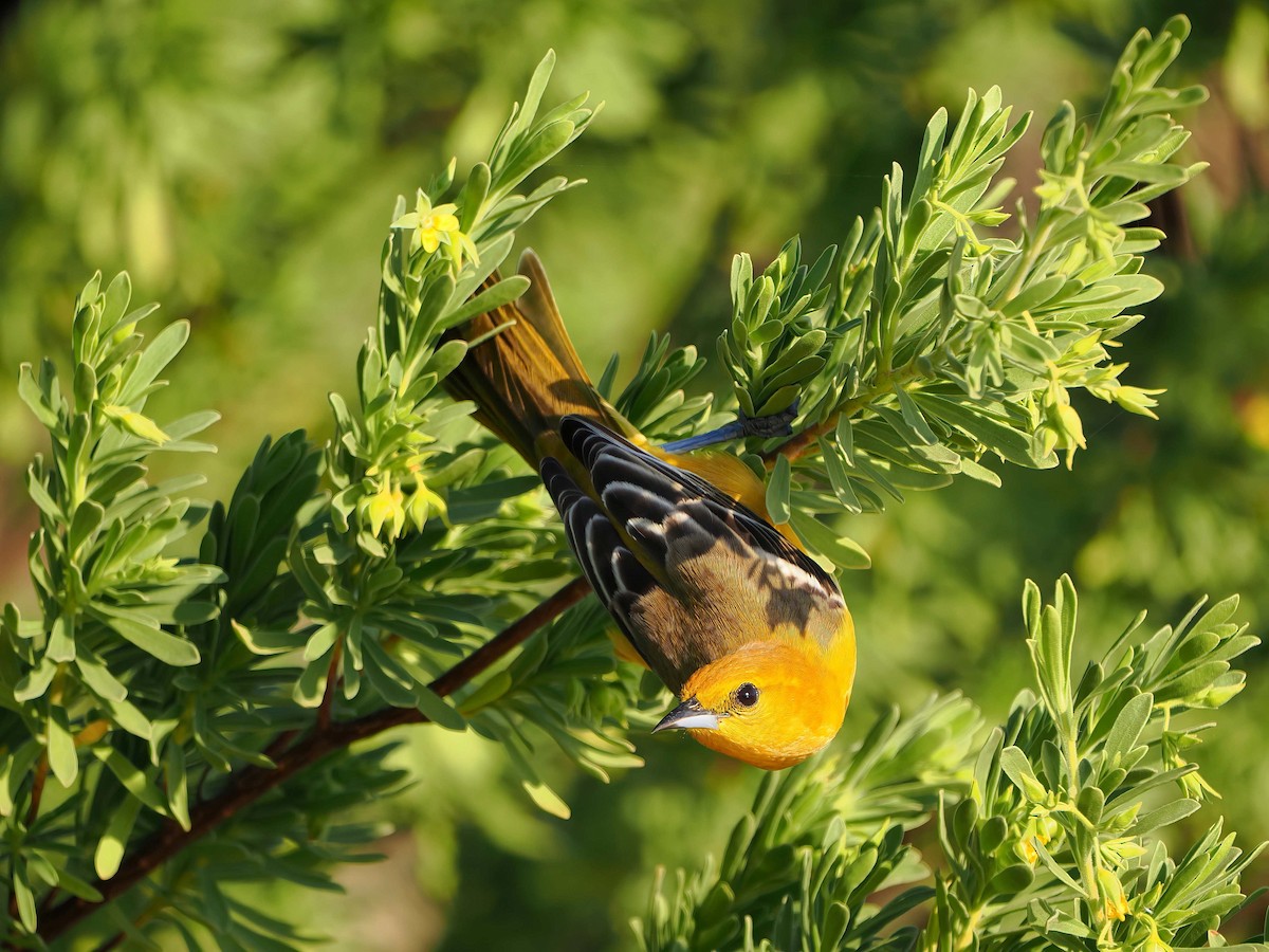 Hooded Oriole - ML647266296