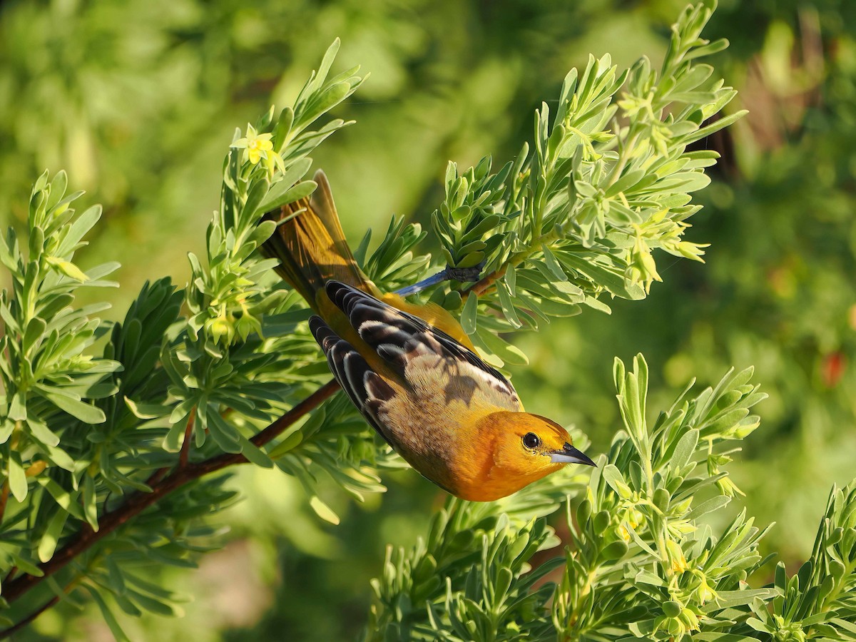 Hooded Oriole - ML647266297