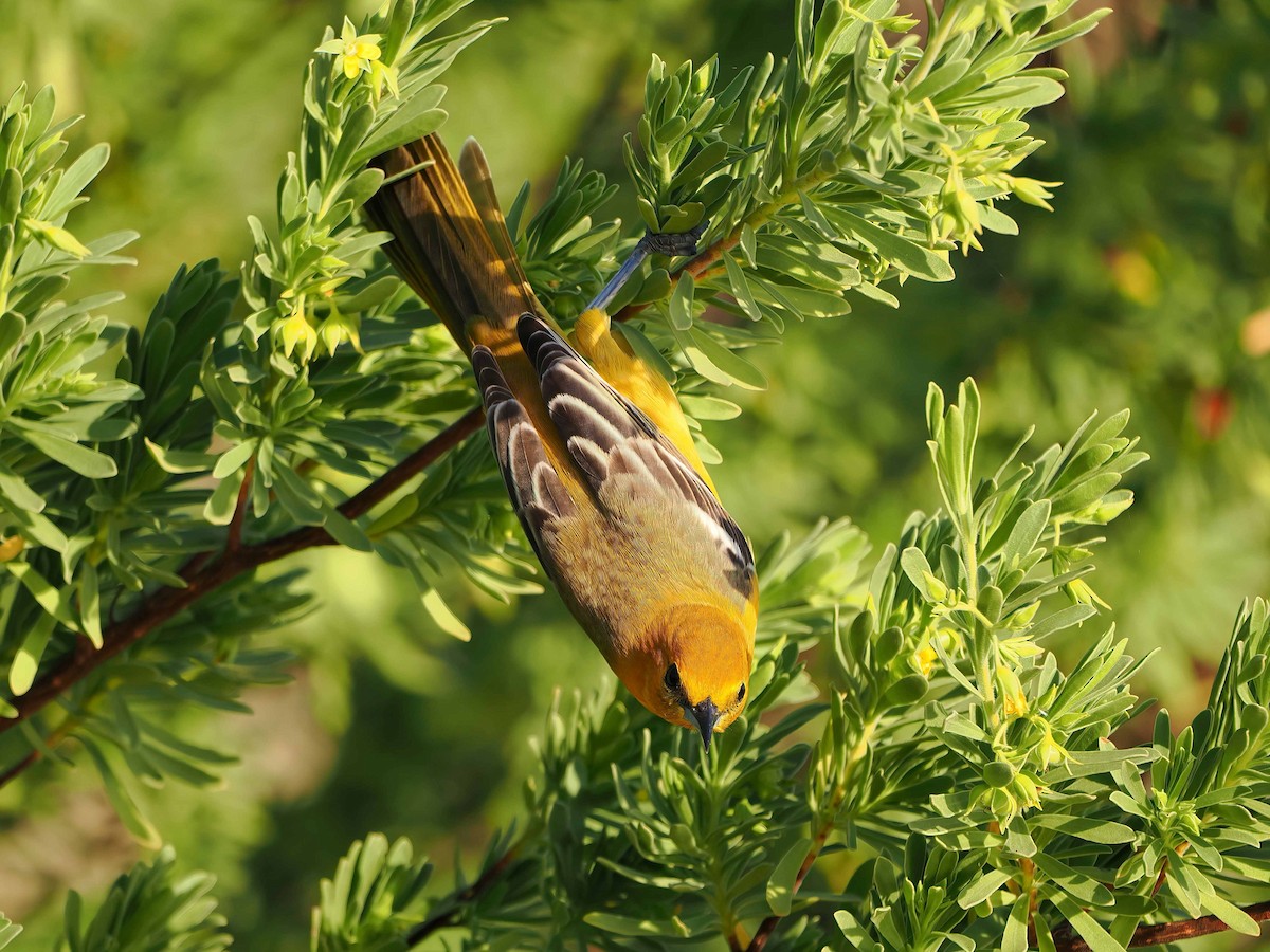 Hooded Oriole - ML647266298