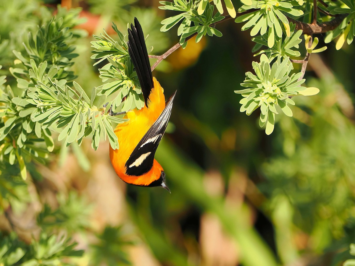 Hooded Oriole - ML647266299