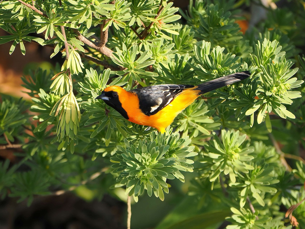 Hooded Oriole - ML647266300