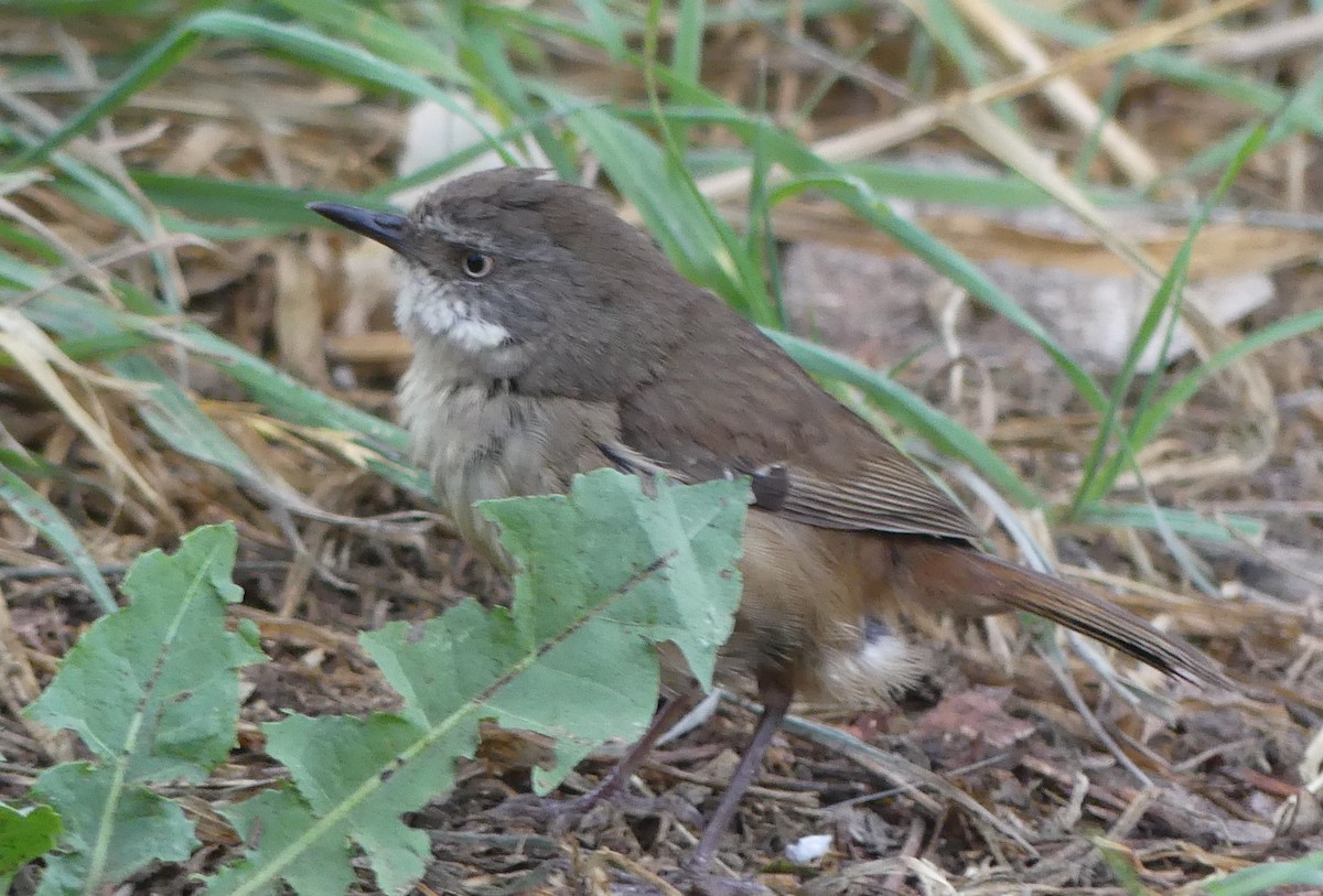 White-browed Scrubwren - ML647266301