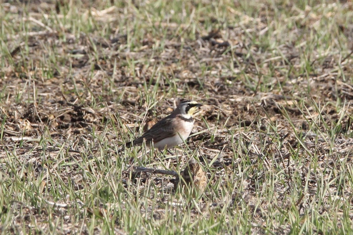 Horned Lark - ML647266305