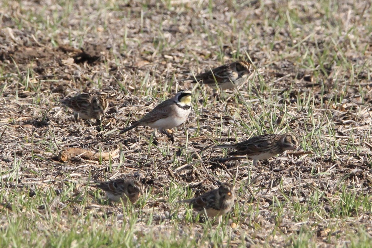 Horned Lark - ML647266307