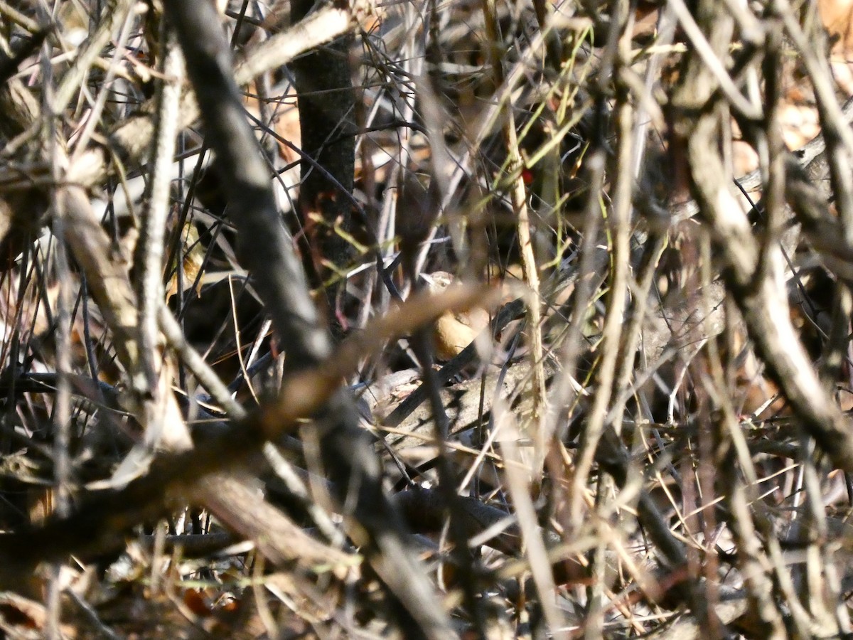 Carolina Wren - ML647266317