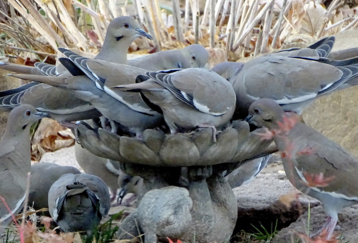 White-winged Dove - ML647266323