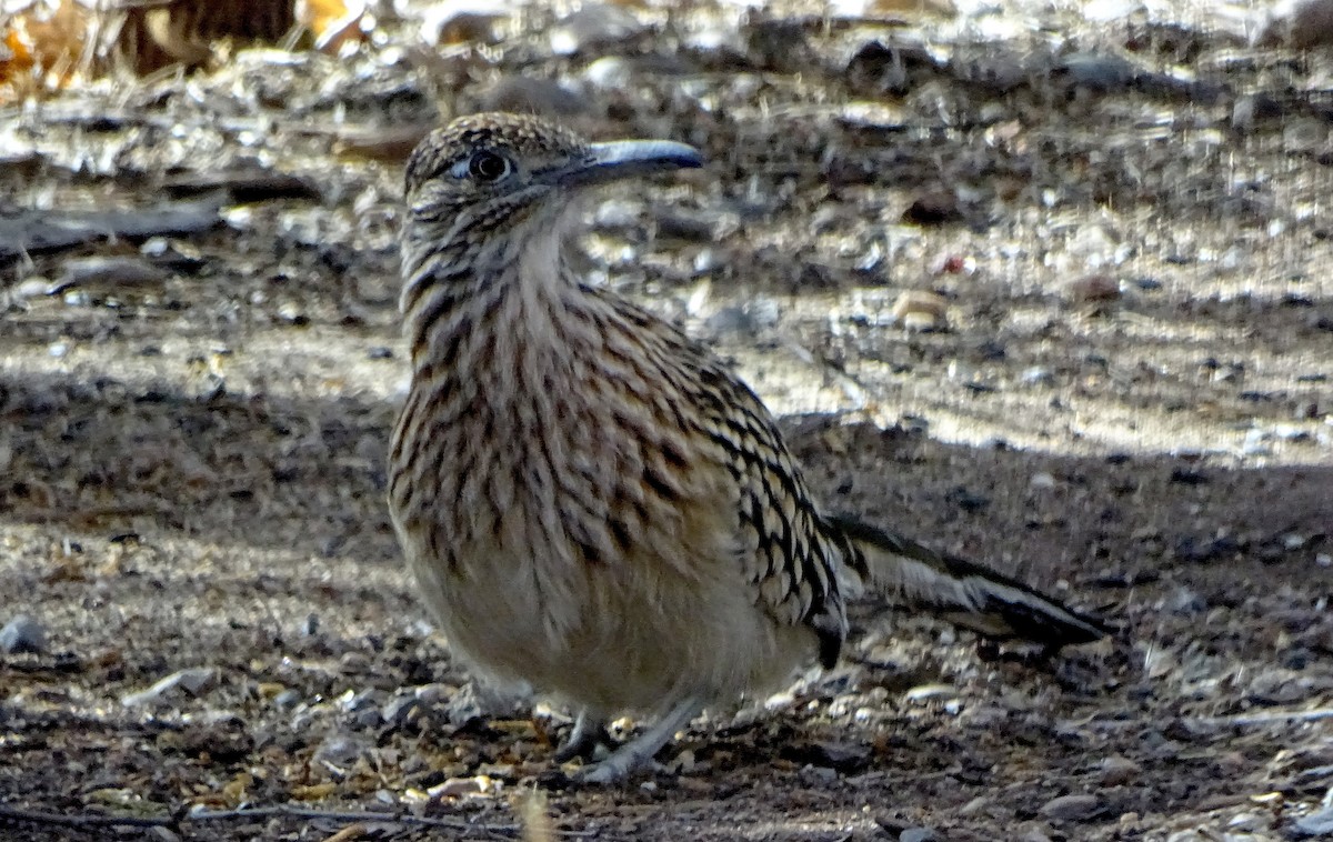 Greater Roadrunner - ML647266329
