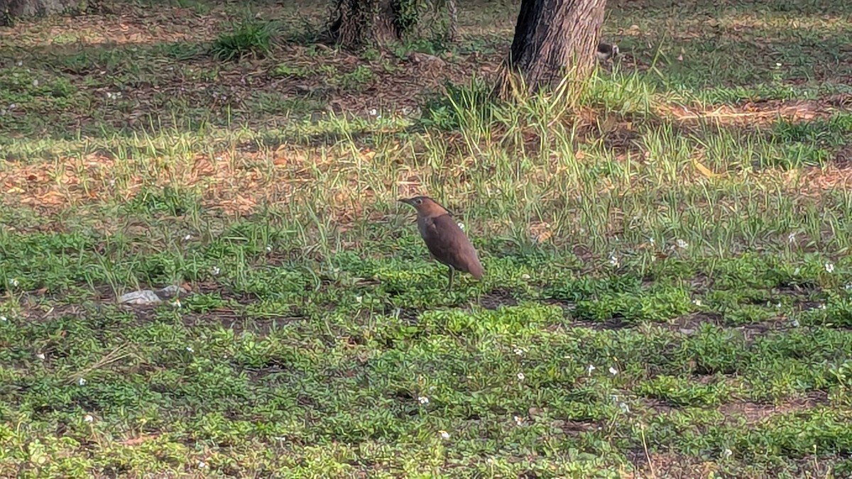 kvakoš indomalajský - ML647266339