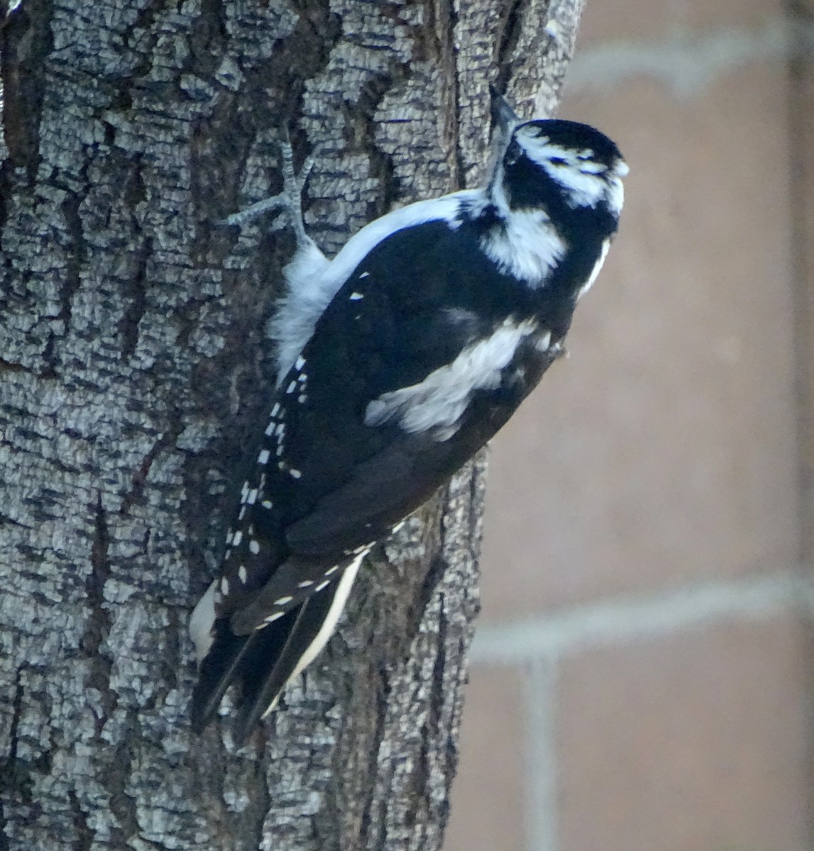 Downy Woodpecker - ML647266341