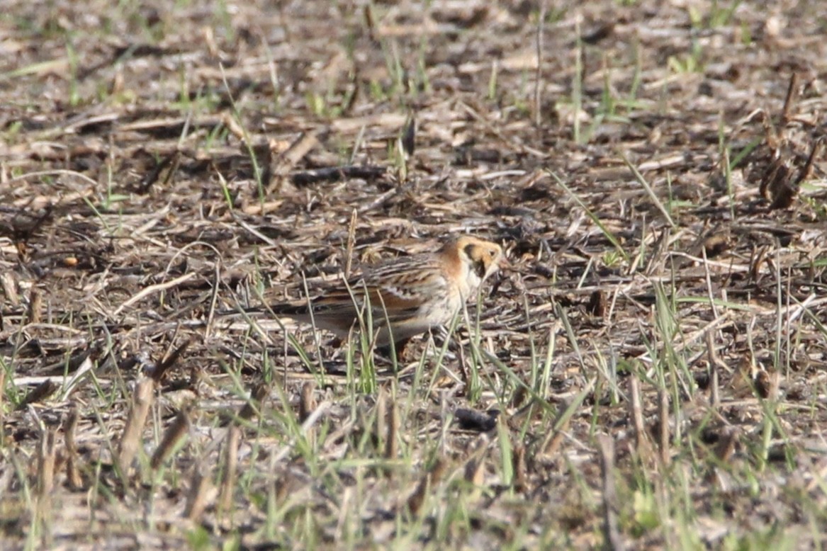 Подорожник лапландський - ML647266343