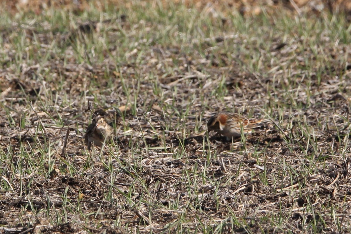 Подорожник лапландський - ML647266345