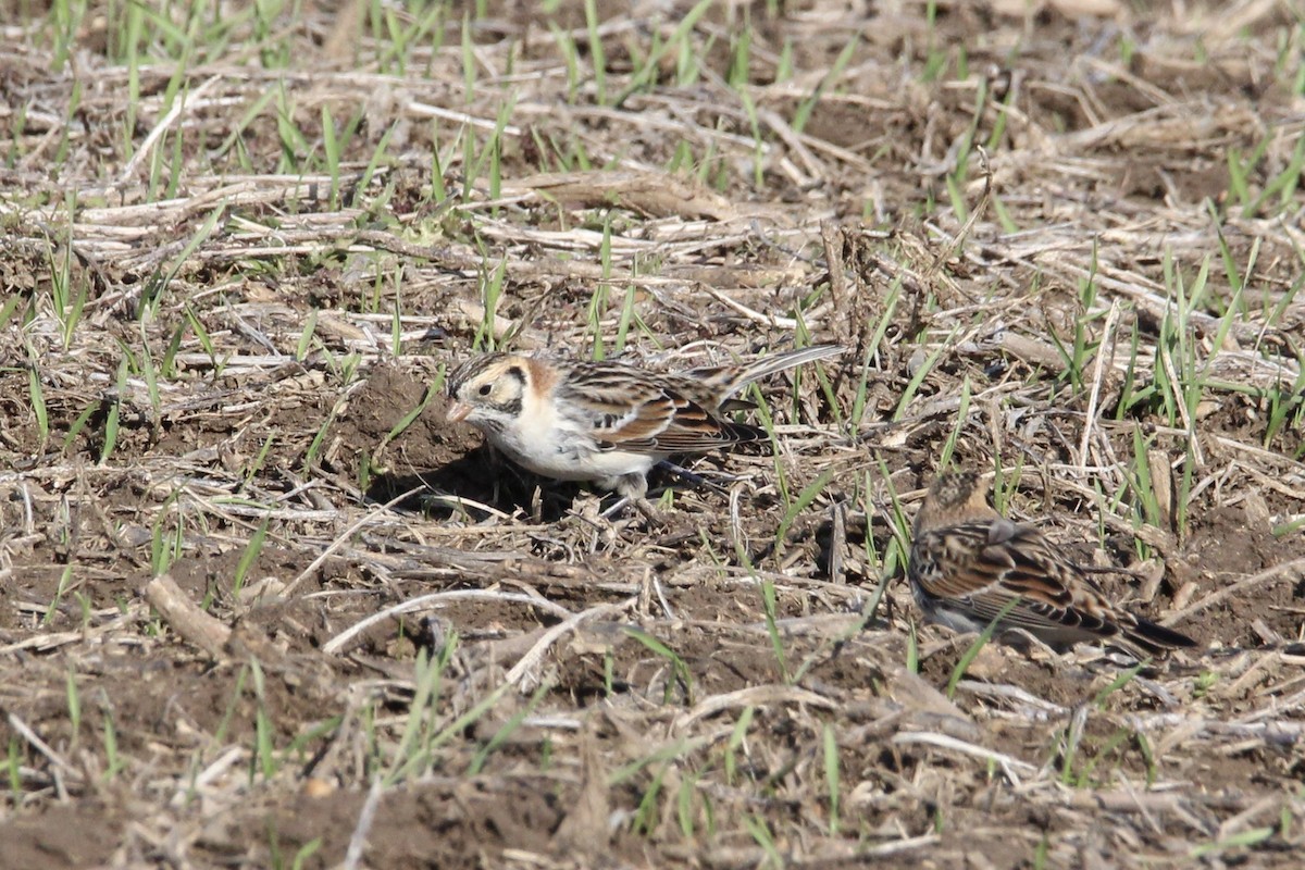 Подорожник лапландський - ML647266346