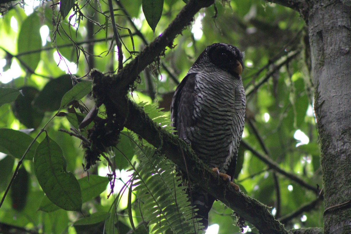Black-and-white Owl - ML647266347