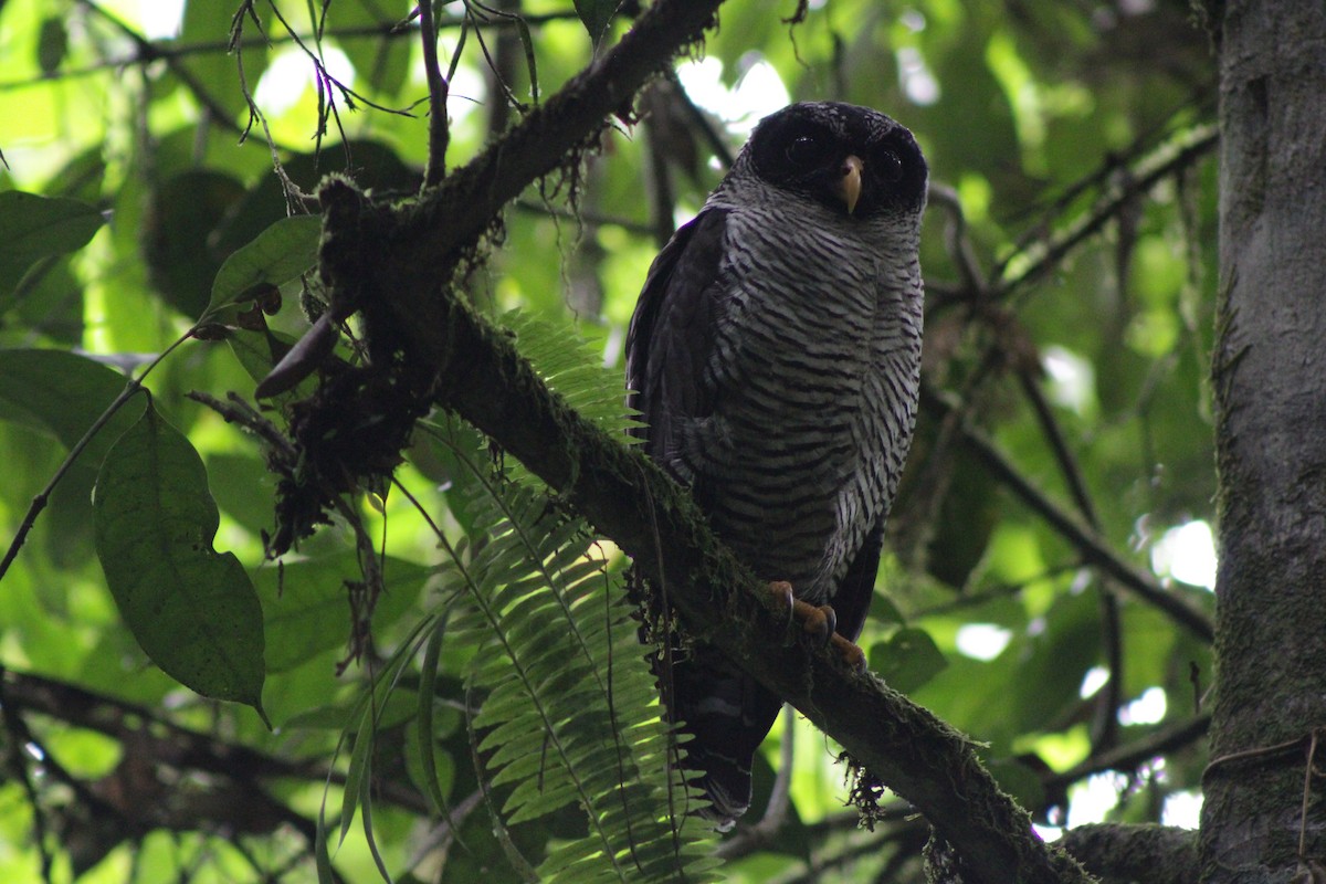 Black-and-white Owl - ML647266348
