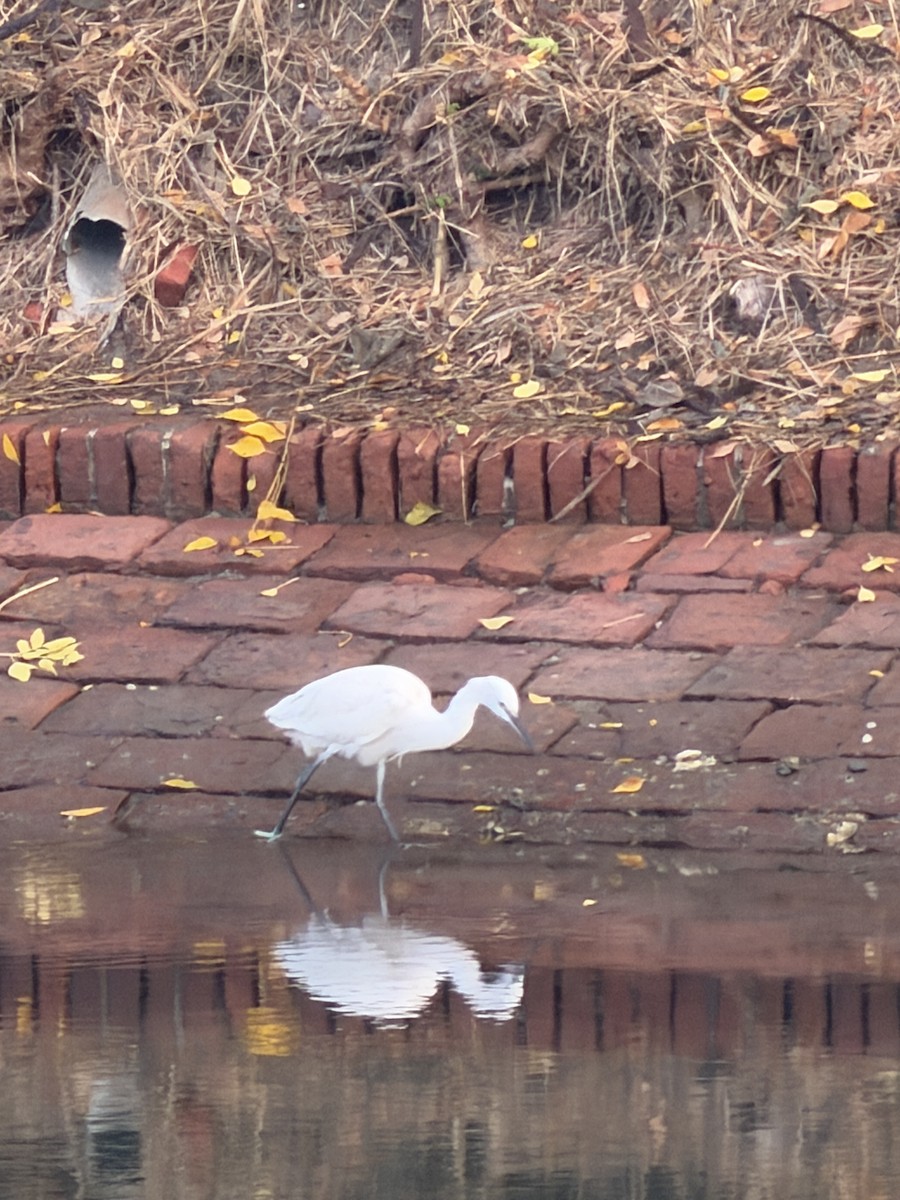 Little Egret - ML647266353