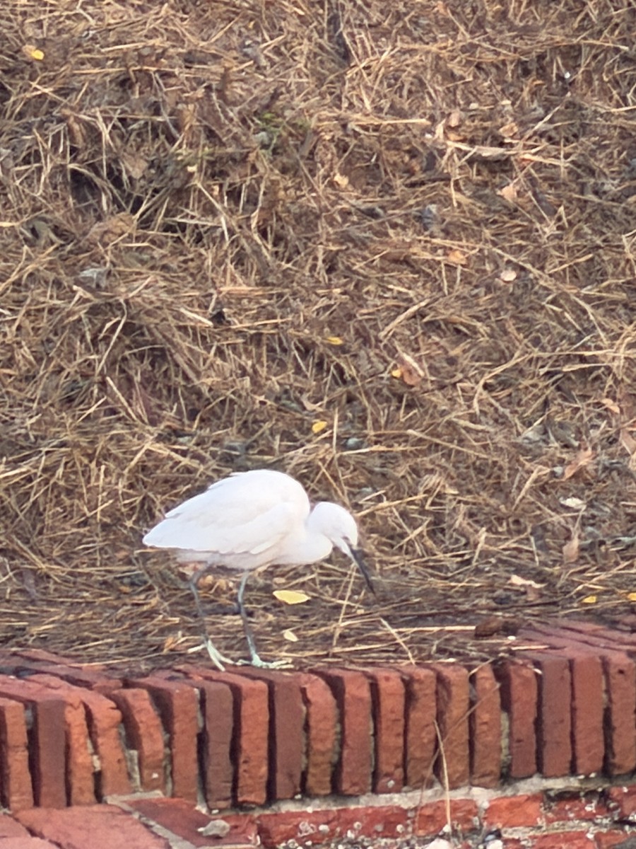 Little Egret - ML647266354