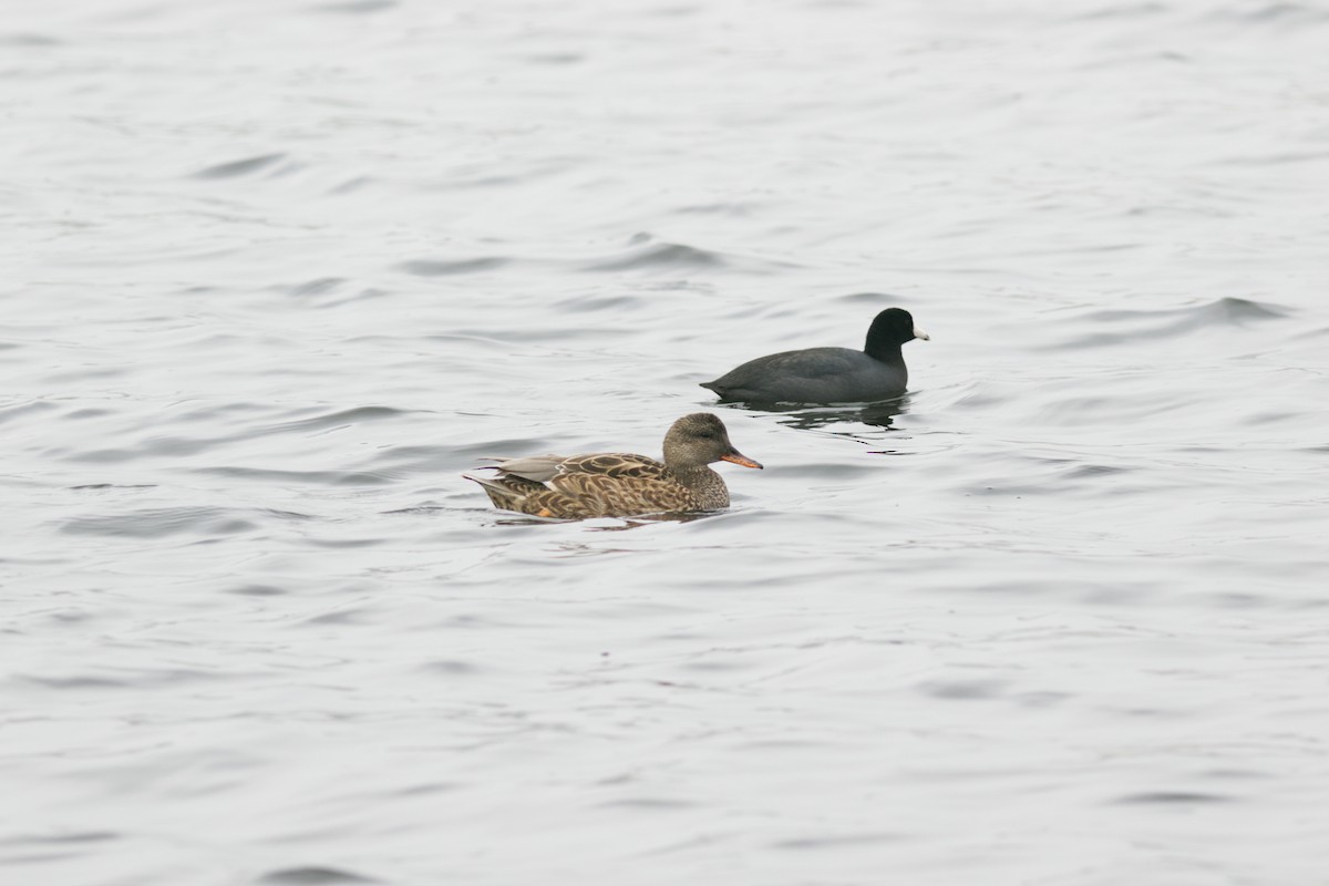 Boz Ördek - ML647266360