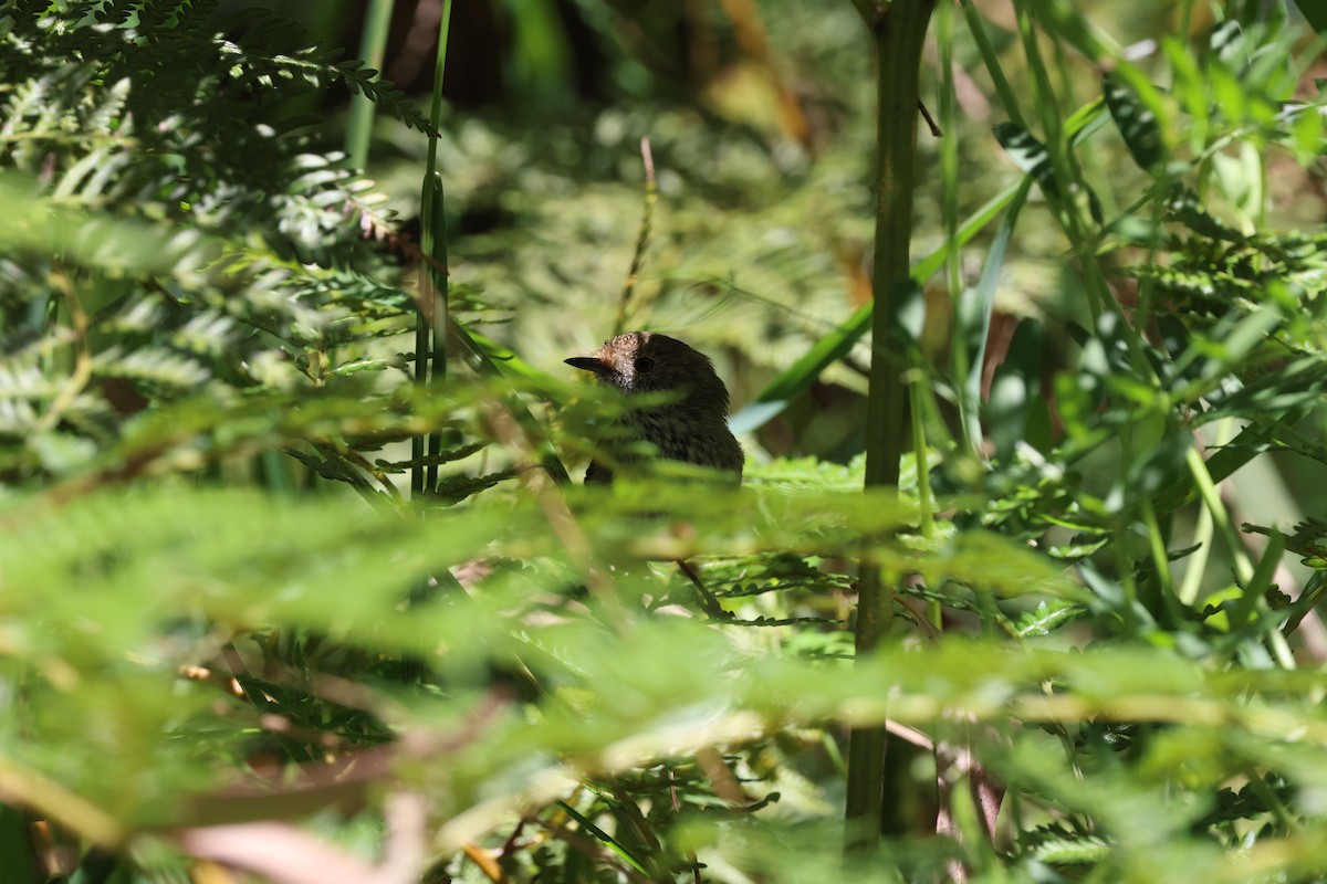 Brown Thornbill - ML647266363