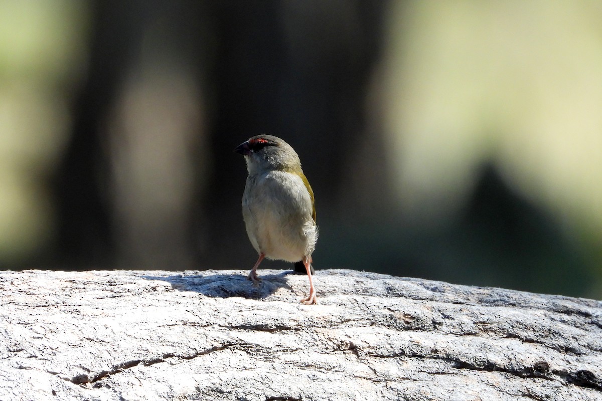 Red-browed Firetail - ML647266364