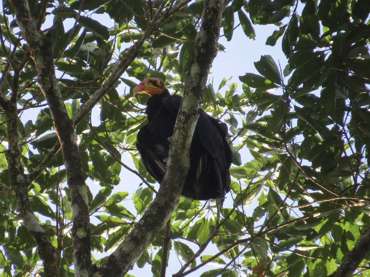 Büyük Sarı Başlı Akbaba - ML647266366