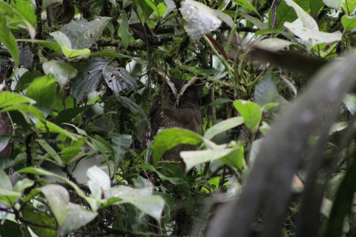 Crested Owl - ML647266368