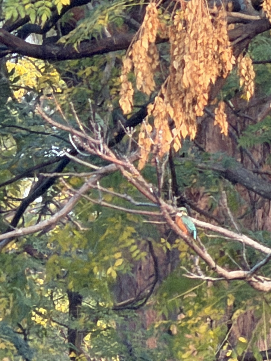 שלדג גמדי - ML647266369