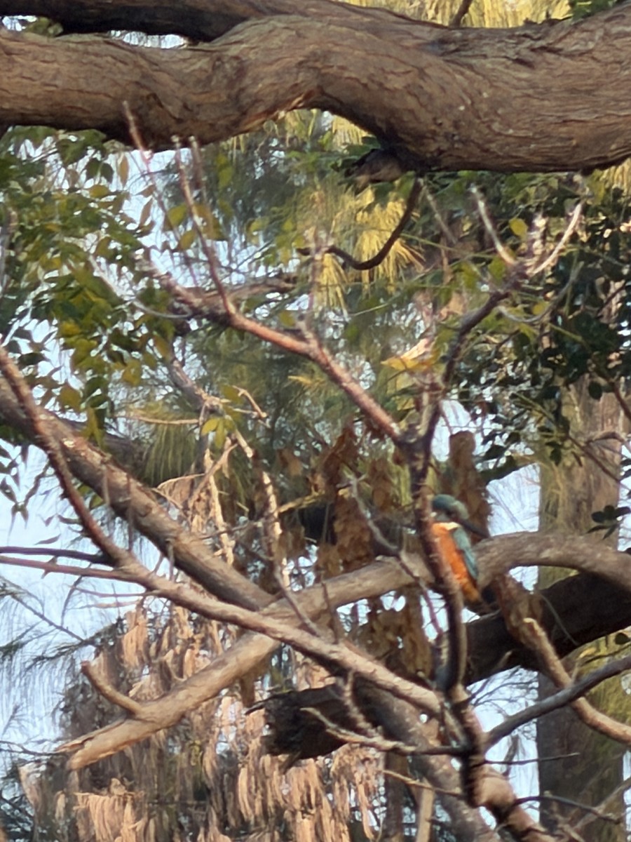 שלדג גמדי - ML647266370