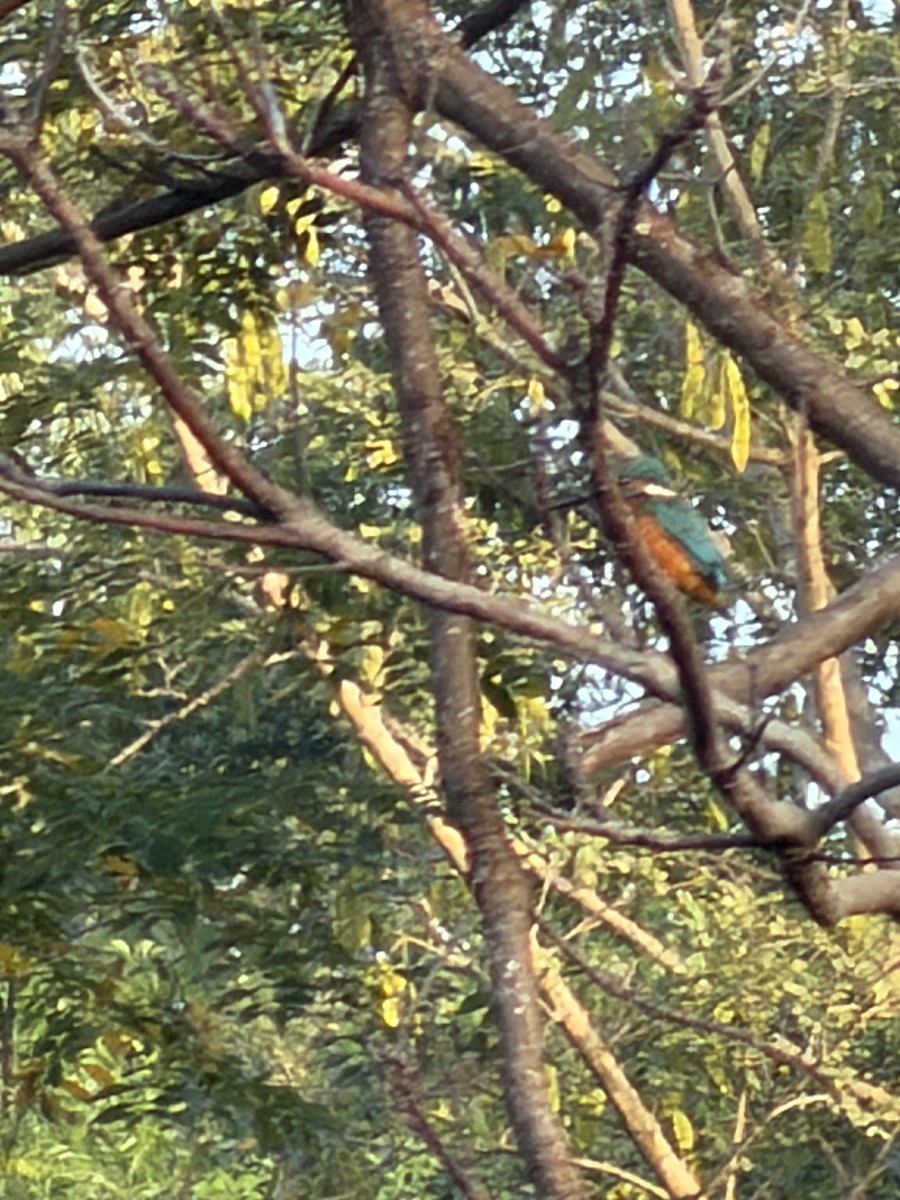 שלדג גמדי - ML647266371