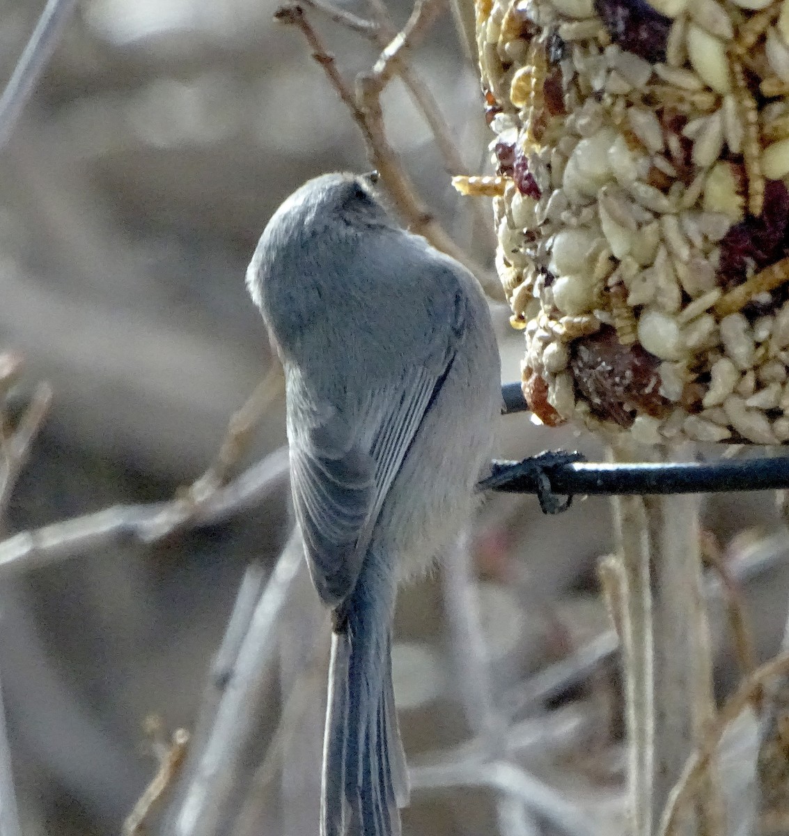 Bushtit - ML647266373