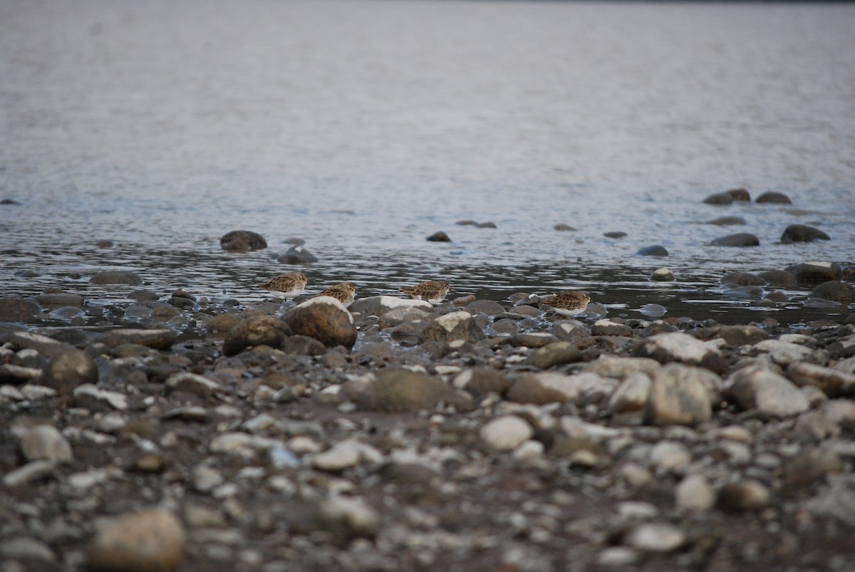 Least Sandpiper - ML647266374