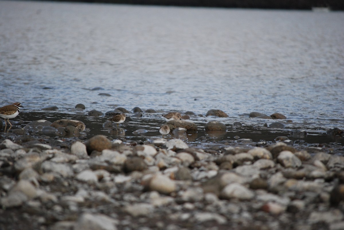 Least Sandpiper - ML647266375