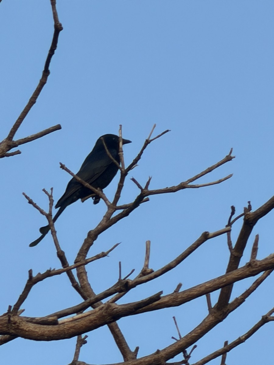 Black Drongo - ML647266376