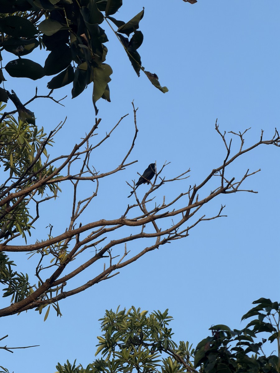Black Drongo - ML647266377