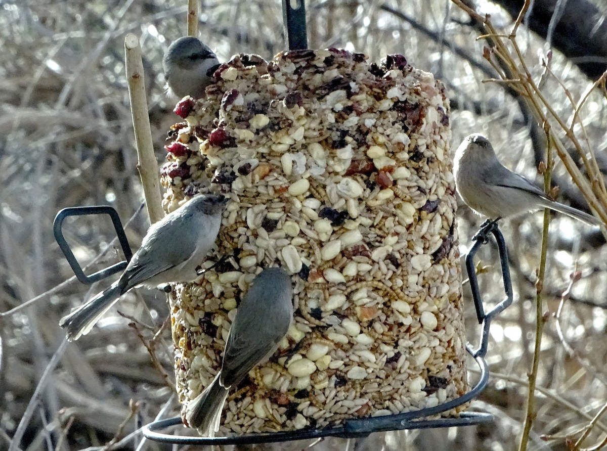 Bushtit - ML647266378